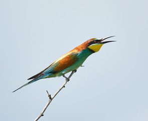 Bee eater (Merops apiaster)