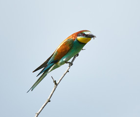 Bee eater (Merops apiaster)