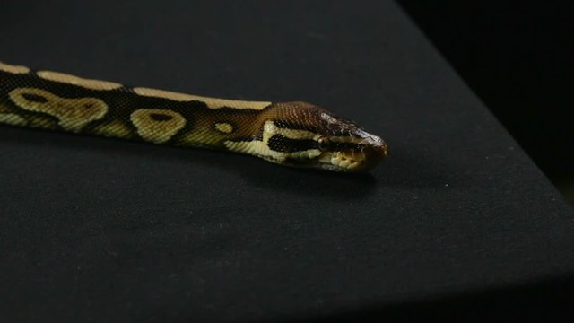 Video of snake - ball python