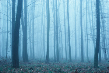 Obraz premium Thick fog in the autumn forest. Fallen foliage.