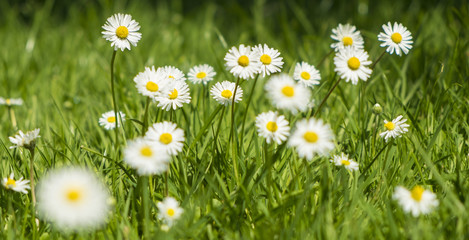 bellis perennis, daisy flowers in grass © simonjohnsen