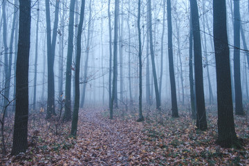 Thick fog in the autumn forest. Fallen foliage.
