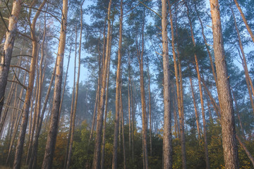Thick fog in the autumn forest. Pine forest.