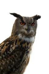 Eurasian Eagle Owl facing left, isolated on white background