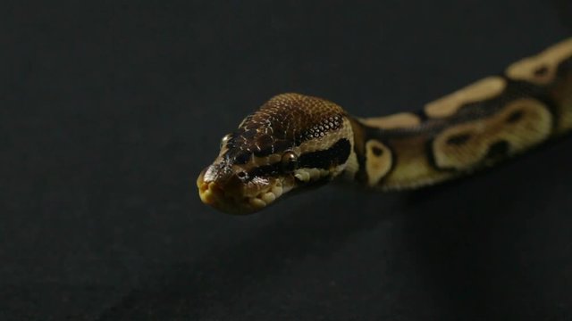 Video of snake - looking royal ball python