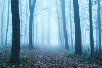 Obraz premium Thick fog in the autumn forest. Fallen foliage.