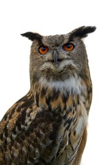 Eurasian Eagle Owl against white background