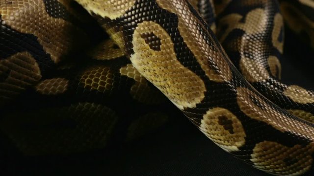 Royal crawling python, snakeskin pattern