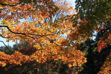 紅葉