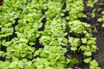 Green plants macro photo