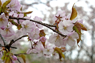 flower blossom spring garden