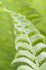Closeup curled fern frond