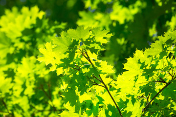 Fototapeta na wymiar Green nature background with maple leaves