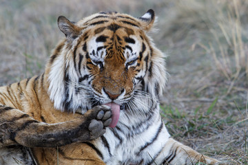 Portrait of a male tiger in Tiger Canyons Game Reserve in South Africa 