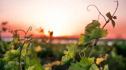 Küchenrückwand glas motiv Weingarten Weinberge und eine Rebe bei Sonnenuntergang