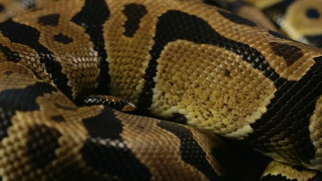 Snakeskin pattern of ball python