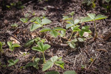 Strawberry plants in the forest