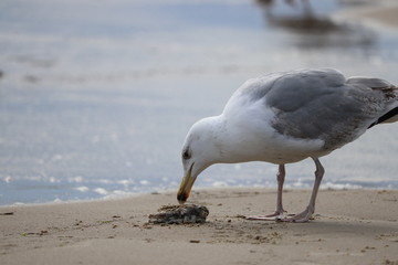 männliche Silbermöwe frisst die Reste eines Fisches an der Ostsee