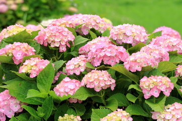 ピンクのアジサイ