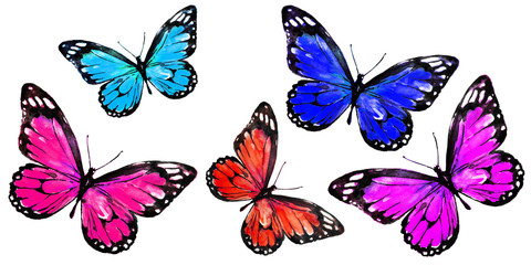 beautiful color butterflies,set, isolated  on a white - 206977097