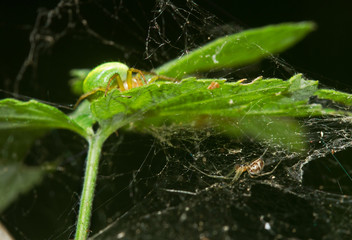 Two spiders on the leaf of Raspberry, a Cucumber green spider on the upper side and a Sheet weaver on the under side