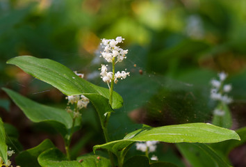 False lily of the valley, also known as May lily, with white flowers in spring