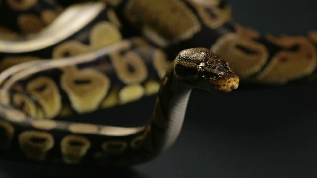 Waiting ball python