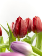 Tulpen, Rot, Lila, grün, schönheit