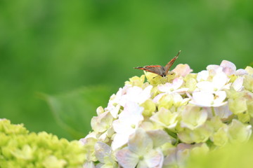 紫陽花とベニシジミ