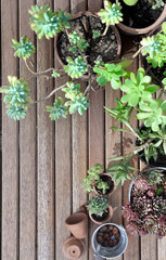 top view on succulent plant collection on a wooden floor