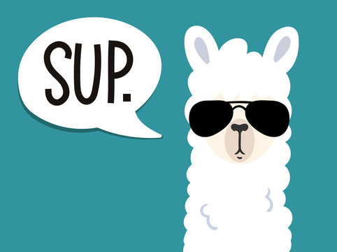 Llama poster with inscription "sup" means."what's up". Simple alpaca head with sunglasses on blue background. Vector illustration with llama for poster, case, textile, invitation etc.