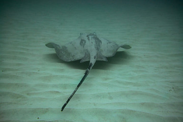 Round Stingray