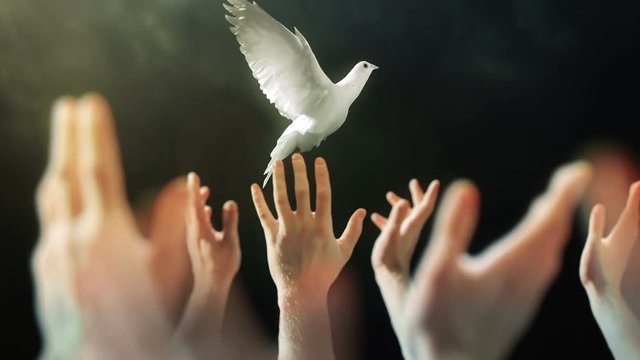Hands Lifted Up To Dove.