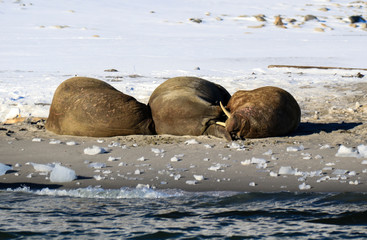 Walrus in Greenland © Kathy Huddle 