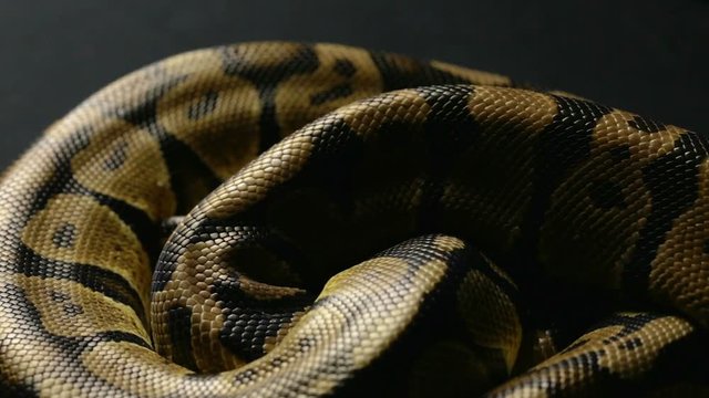 Snakeskin pattern of python in shadow