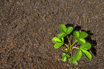 Strawberry Plants grows in the ground