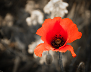 Memorial day flowers. Red poppy and rape flowers on aged background. Selective focus.