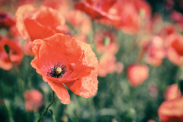 Poppy flowers retro vintage summer background