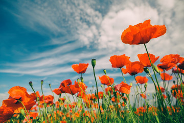 Obraz premium Kwiaty maku retro starodawny lato tło