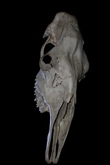 The skull of an adult moose of large size  against the background of the night, the moon sky, in the predawn fog, with artificial lighting.