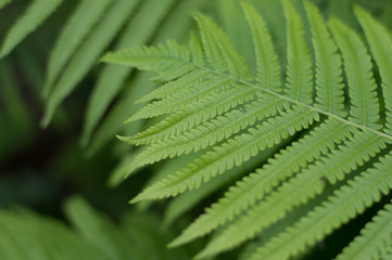 Close-up of beauty green leaves of fern 