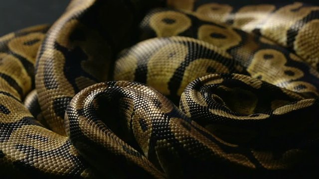 Snakeskin of royal python in shadow