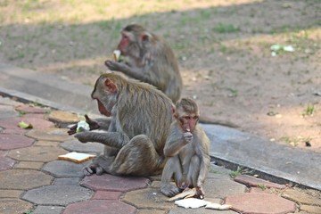 Monkeys,  they are in Thai park,  Thailand Asia.