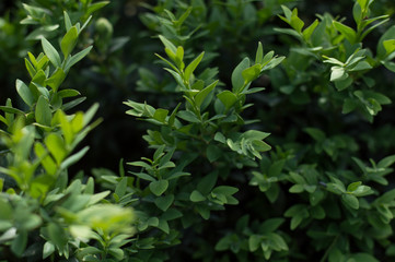 Bright green boxwood wallpaper background