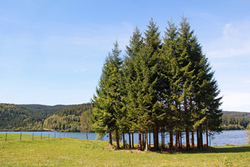 Baumgruppe am See
