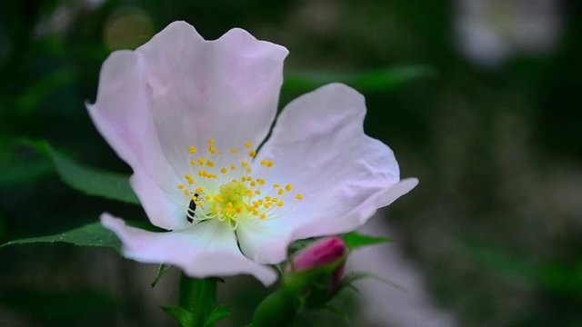Elateridae, click beetles, dog rose, flower