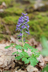 Corydalis solida kokorycz pełna