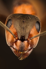 Wood Ant, Ant, Ants, Formica rufa
