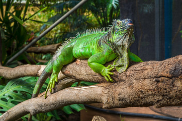 Naklejka na ściany i meble beautiful Iguana sits on tree