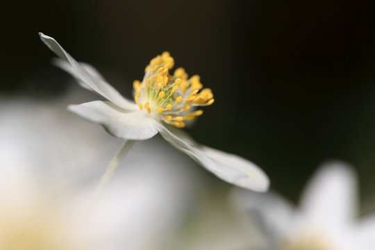 zawilec gajowy Anemone nemorosa w Puszczy Białowieskiej